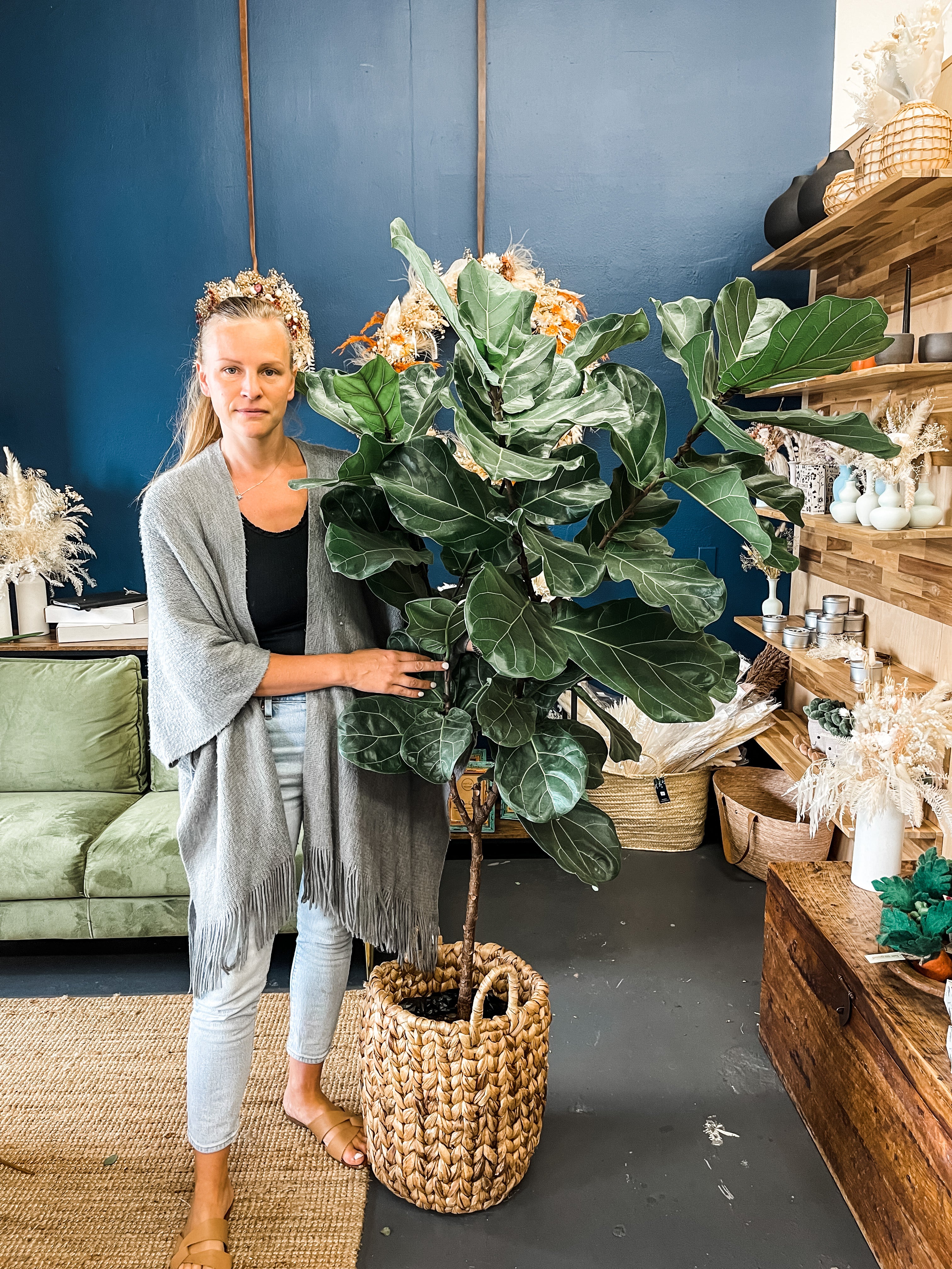 XXL Ficus Tree