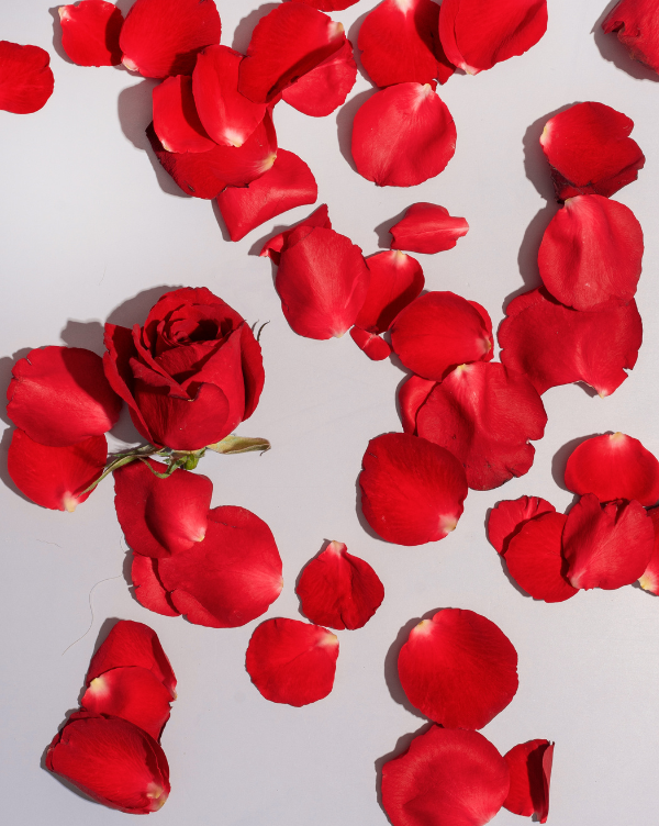 Luxurious Loose Rose Petals
